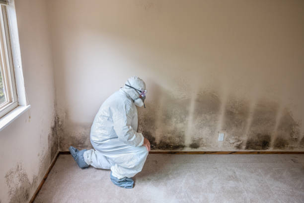 Environmental Consulting for Mold Prevention in Pickens, MS