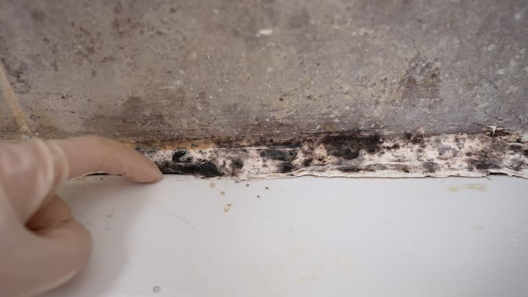 Best Air Quality Testing for Mold Spores  in Pickens, MS